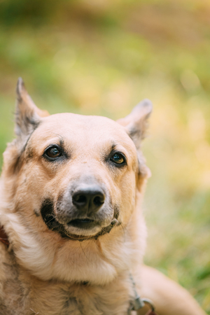 Close Up Of Medium Size Mongrel Mixed Breed Short-Haired Yellow Adult Female Dog On Green Grass Backgroundの写真素材