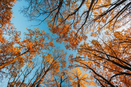 Oak Trees Canopy With Yellow Foliage. Nobody In Autumn Woods Forest. Natural Backgroundの写真素材