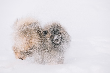 Young Keeshond, Keeshonden Dog Play In Snow, Winter Park. Running Dogの写真素材