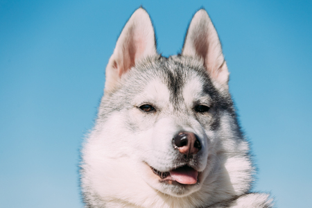 Close Up Of Young Funny White And Gray Husky Puppy Dog On Blue Sky Backgroundの写真素材