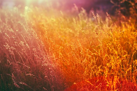 Dry Grass Natural  Background In Sunlight and Bokeh, Boke Background. Later Summer Or Early Autumn Season. Toned Instant Filtered Moody Photo In Warm And Cold Colors - Yellow And Purple, Magenta.の写真素材
