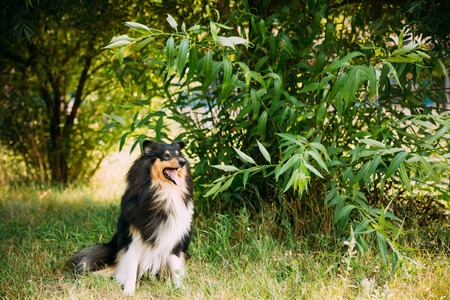 Staring To Camera Tricolor Rough Collie, Scottish Collie, Long-Haired Collie, English Collie, Lassie Adult Dog Sitting On Green Grass Summer Day.の写真素材