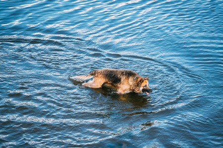 The Bathing Wallowing In Blue Water Of River Lake Alsatian Wolf Dog Long-Haired Wet Black And Red And Tongue. Deutscher, German Shepherd Dog. Copy Spaceの写真素材