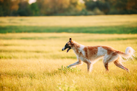 Wet Russian Dog, Borzoi Running In Summer Sunset Sunrise Meadow Or Fieldの写真素材