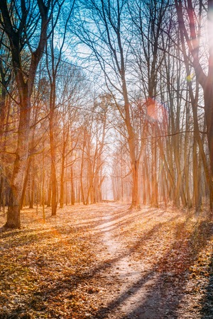 Winding Countryside Road Path Walkway Through Autumn Forest. Sunset Sunrise. Nobody. Road Turns To Rising Sun. Toned Filtered Like Instant Moody Photo.の写真素材