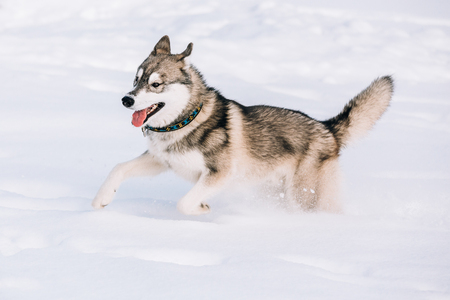 Young Husky Dog Play And Fast Running Outdoor In Snow, Winter Season. Sunny Dayの写真素材
