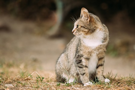 Gray And White Mixed Breed Short-Haired Domestic Young Cat, Sitting On The Yellow Grass And Looking Away.の写真素材