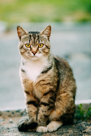 Gray And White Mixed Breed Short-Haired Domestic Young Cat, Sitting Outdoor And Looking To Camera.の写真素材