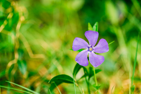 Close View Of Small Delicate Garden Blossom Flower With Five Lilac Petals Growing In Green Grass Of Sunny Spring Garden, Copyspace.の写真素材