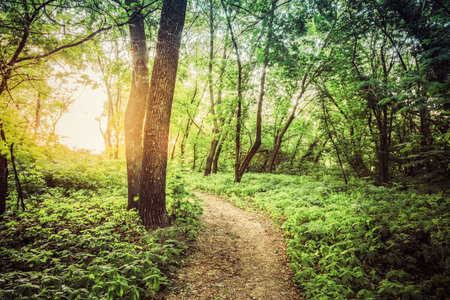 Summer Landscape With Forest Lane Path Pathway Way Going Ahead To Sunset Sunrise Through Bright...