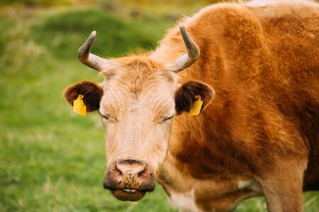 Close Up Of Funny Red Cow In Meadow Or Field With Green Grass. Cow Eyes Closed While Chewing Grassの写真素材