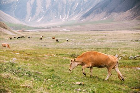 Red Cow Grazing On A Green Mountain Slope In Spring In Mountains Of Georgia. Meadow Or Field With Green Grass.の写真素材