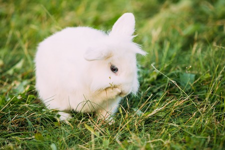 Close Blue Eyes Lop-Eared Dwarf Snow-White Mixed Breed Rabbit Bunnyの写真素材