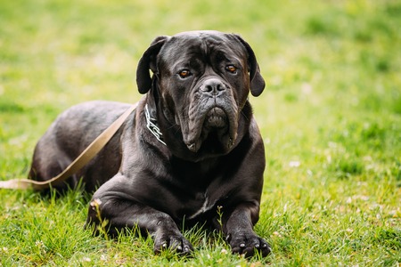 Black Young Cane Corso Dog Sit On Green Grass Outdoors. Big Dogの写真素材