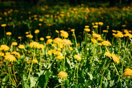Spring yellow wild flowers dandelions field meadowの写真素材