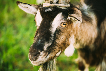 Young White Horned Goat Chewingの写真素材