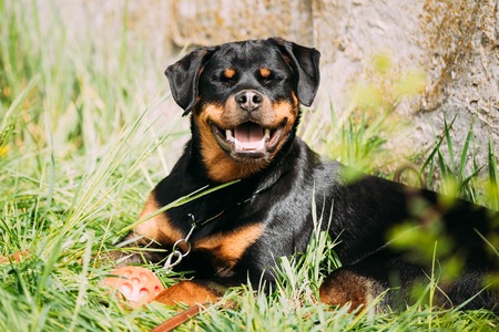 Young Black Rottweiler Metzgerhund Puppy Dog Play In Green Grassの写真素材