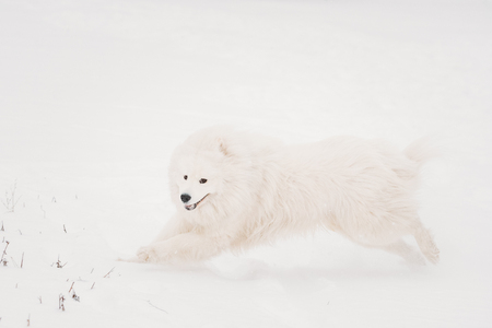 Young White Samoyed Dog, Bjelkier, Smiley, Sammy, Playing Runningの写真素材
