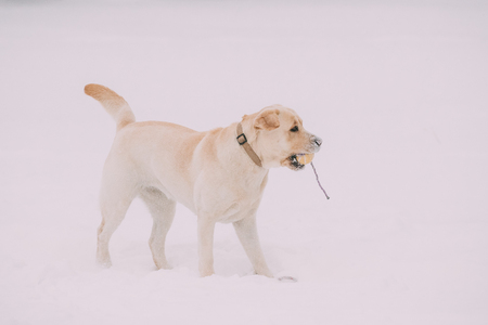 Labrador Dog Play Run Outdoor In Snow, Winter Seasonの写真素材