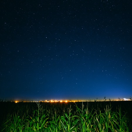 Blue Night Starry Sky Above Green Cornfield And Yellow City Lightsの写真素材