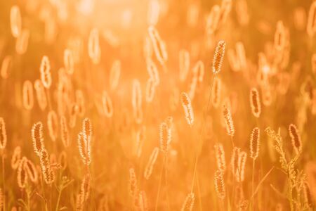 Grass In Yellow Sunlight And Bokeh, Boke Background. Later Summerの写真素材