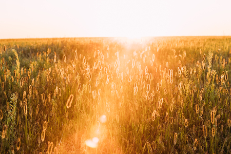 Grass In Yellow Sunlight And Bokeh, Boke Background. Later Summerの写真素材