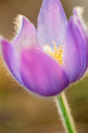 Wild Young Pasqueflower In Early Spring. Flowers Pulsatilla Patens