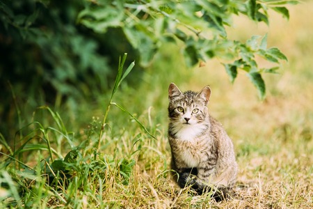 Cute Tabby Gray Cat Kitten Pussycat Play In Grass Outdoor At Summer Evening.の写真素材