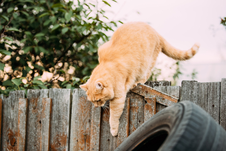Fat Red Cat Climbs On Fence In Summer Eveningの写真素材