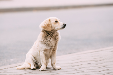 White Medium Size Mixed Breed Homeless Dog Sit Outdoor On Streetの写真素材