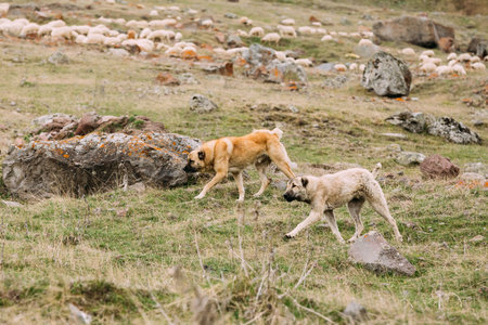 Central Asian Shepherd Dog Tending Sheep In The Mountains Of Georgia. Alabai