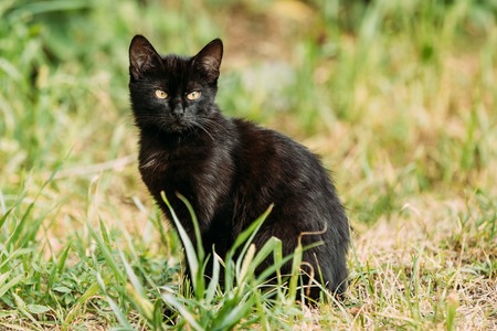 Black Cute Cat Kitten Pussycat Sit In Green Grass Outdoor At Summer Evening.の写真素材