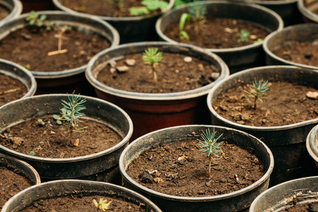 Green Sprouts Of Cedar Tree Plant With Leaf, Leaves Growing From Soil In Pots In Greenhouse Or Hothouseの写真素材