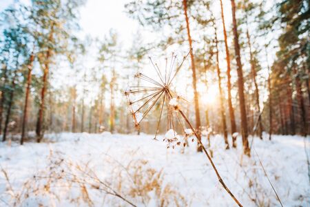Stem Dry Grass In Sunset Or Sunrise Sunlight In Snowy Forest Landscapeの写真素材