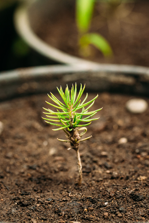 Green Sprouts Of Pine Tree Plant With Leaf, Leaves Growing From Soil In Pot In Greenhouse Or Hothouse.の写真素材