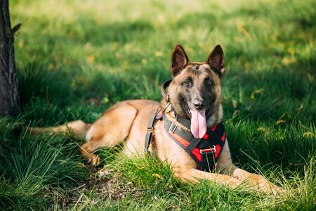 Malinois Dog Sit Outdoors In Green Grassの写真素材