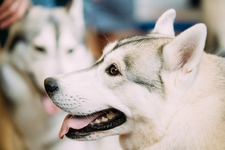 Gray Adult Siberian Husky Dog Close Up Portraitの写真素材