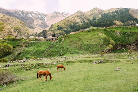 Horse Eating Grass In Spring Pasture. Horse Grazing On A Green Mountainの写真素材
