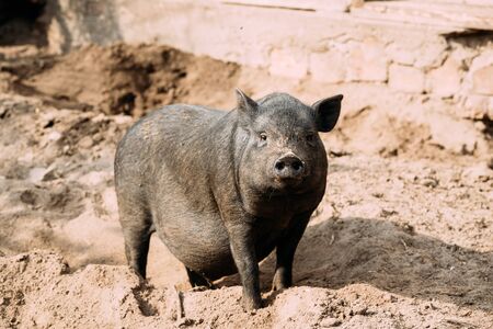 Household A Large Black Pig In Farm. Pig Farming Is Raising And Breeding Of Domestic Pigsの写真素材