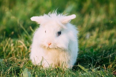 Dwarf Lop-Eared Decorative Miniature White Fluffy Rabbit Bunnyの写真素材