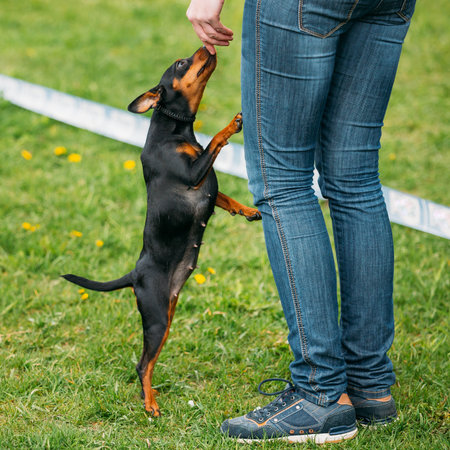 Black Miniature Pinscher Zwergpinscher, Min Pin Standing Near Woの写真素材