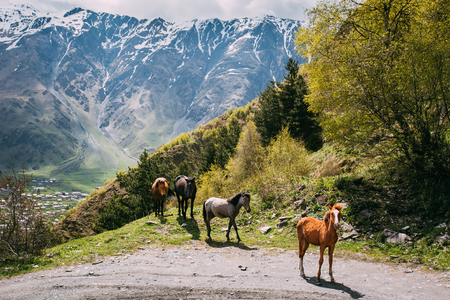 Horses Grazing On Green Mountain Slope In Spring In Mountains Ofの写真素材