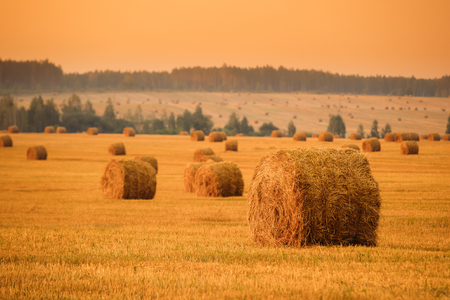 Rural Landscape Field Meadow With Hay Bales After Harvest In Sunny Eveningの写真素材