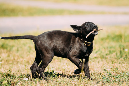 Funny Black Small Size Mixed Breed Puppy Dog Playing Outdoor Withの写真素材