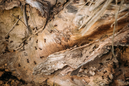 Red Forest Ants Formica Rufa On A Fallen Old Tree Trunk. Antsの写真素材