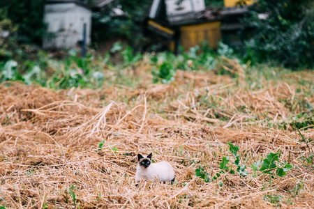Cute Siamese Cat Kitten Sit In Dry Grass Outdoor At Autumn Eveningの写真素材