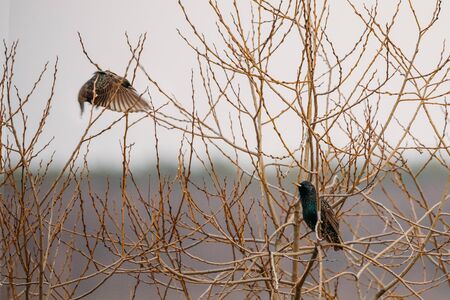 Two Wild Forest Birds Common Starling Sitting In Branch Tree In Springの写真素材