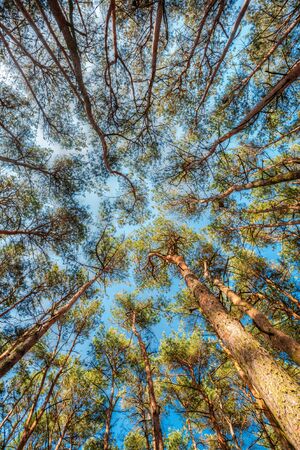 Canopy Of Pines Trees. Upper Branches Of Woods In Coniferous Forestの写真素材