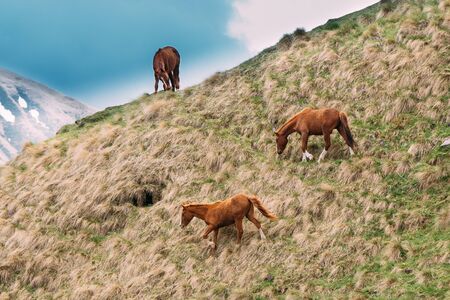 Horses Grazing On Green Mountain Slope In Spring In Mountains Ofの写真素材