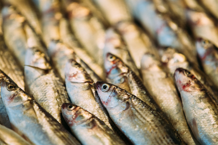 Fresh Sprat Fish On Display On Ice On Market Store Shop. Seafoodの写真素材